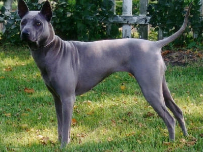 Chien de Phu Quoc - une race précieuse